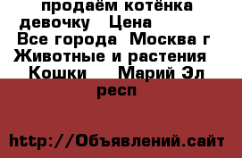 продаём котёнка девочку › Цена ­ 6 500 - Все города, Москва г. Животные и растения » Кошки   . Марий Эл респ.